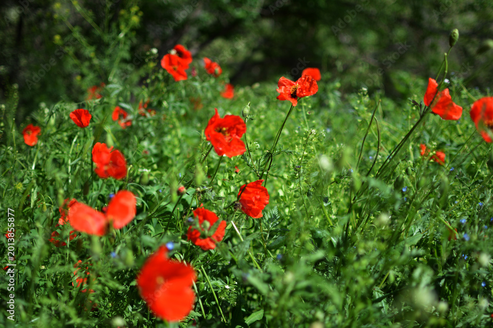 Fototapeta premium Vibrant red poppies in full bloom scattered across a lush green meadow under natural daylight