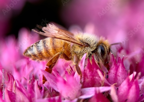 Photos A closeup of a honey bee on a pink flower.