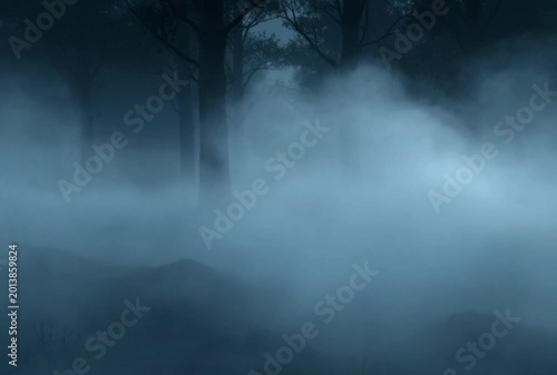 fog in the woods