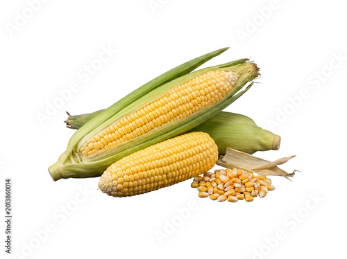 Obraz na plátně Fresh sweet corn cobs with green husks and golden kernels, arranged on a transparent background, showcasing harvest