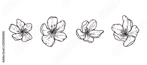 Set of hand drawn apple flower heads vector isolated illustration. Blooming spring blossoms clip art. Graphic sketch element for wedding invitation, greeting card and botanical design. Top view