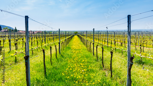 Schilderij op canvas Vineyard path lined with yellow flowers in springtime sunlight under a clear blu