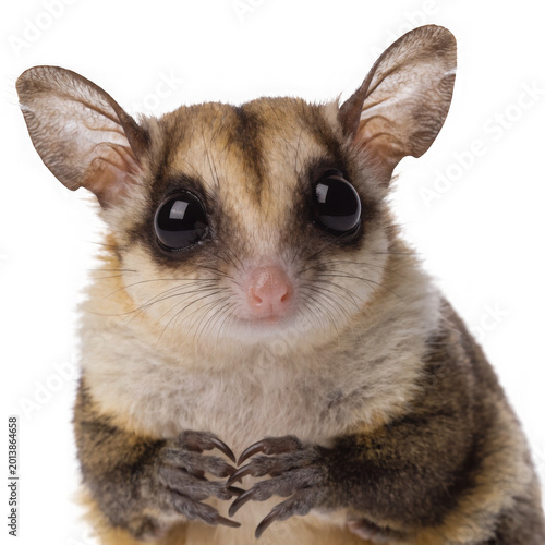 Close up portrait of a sugar glider detailed fur and large eyes on transparent background high quality professional modern elegant stylish