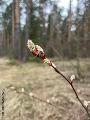 Flowers in forest