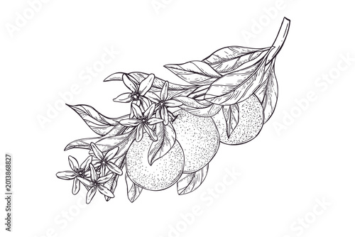 Orange branch with flowers and fruit vector isolated illustration. Hand drawn citrus plant etching drawing. Vintage engraving style sketch for design, food packaging, textile print and stationery
