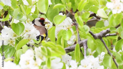 European Goldfinch Foraging Among Beautiful White Spring Blossoms