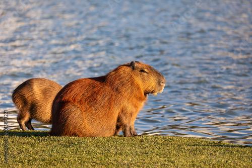 Capybara or greater capybara (Hydrochoerus hydrochaeris), largest living rodent, native to South America. Barigui Park municipal park, Curitiba, Parana. Brazil. Brazilian wildlife