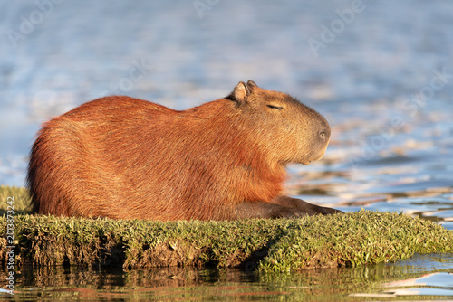 Capybara or greater capybara (Hydrochoerus hydrochaeris), largest living rodent, native to South America. Barigui Park municipal park, Curitiba, Parana. Brazil. Brazilian wildlife
