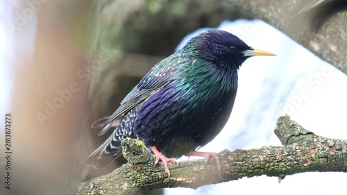 Macro Shot of a Majestic Common Starling with Colorful Plumage