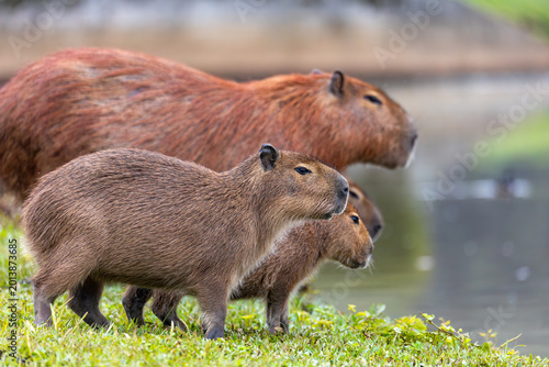 Capybara or greater capybara (Hydrochoerus hydrochaeris), largest living rodent, native to South America. Barigui Park municipal park, Curitiba, Parana. Brazil. Brazilian wildlife