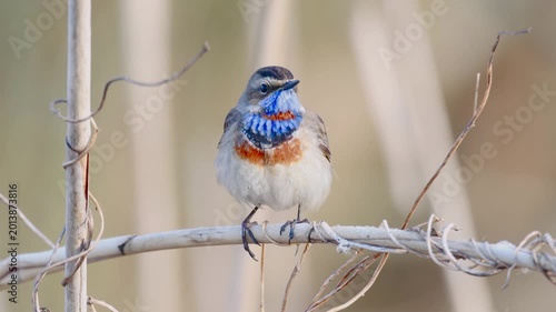 Majestic Bluethroat Bird Displaying Vibrant Vivid Plumage in Nature