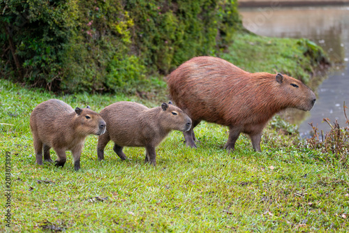 Capybara or greater capybara (Hydrochoerus hydrochaeris), largest living rodent, native to South America. Barigui Park municipal park, Curitiba, Parana. Brazil. Brazilian wildlife