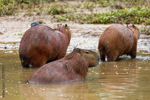 Capybara or greater capybara (Hydrochoerus hydrochaeris), largest living rodent, native to South America. Barigui Park municipal park, Curitiba, Parana. Brazil. Brazilian wildlife