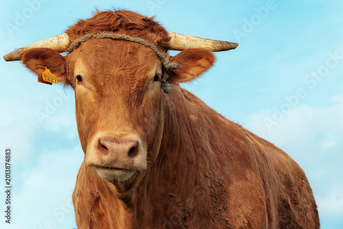 Fotografija portrait of a cow