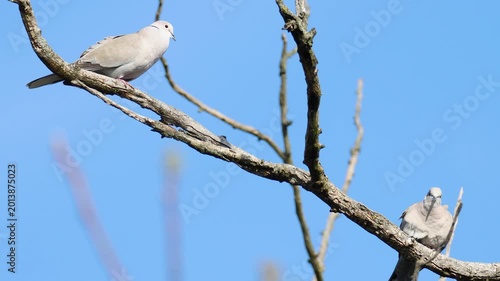 Pair of Wild Collared Doves Resting on Leafless Tree Branches