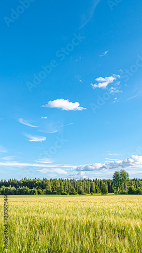 The beautiful landscape of a dense forest and a green wheat field under the blue sky filled with white clouds
