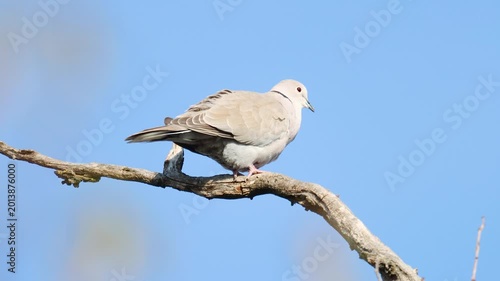 Peaceful Eurasian Collared Dove Perched Against a Clear Blue Sky