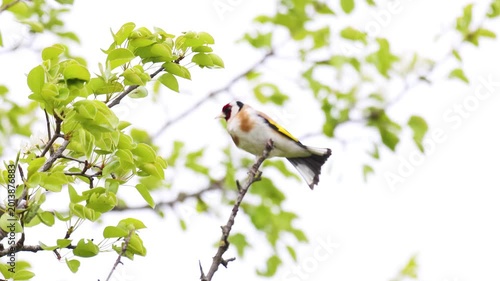 Playful European Goldfinch Looking Around on a Green Foliage Branch