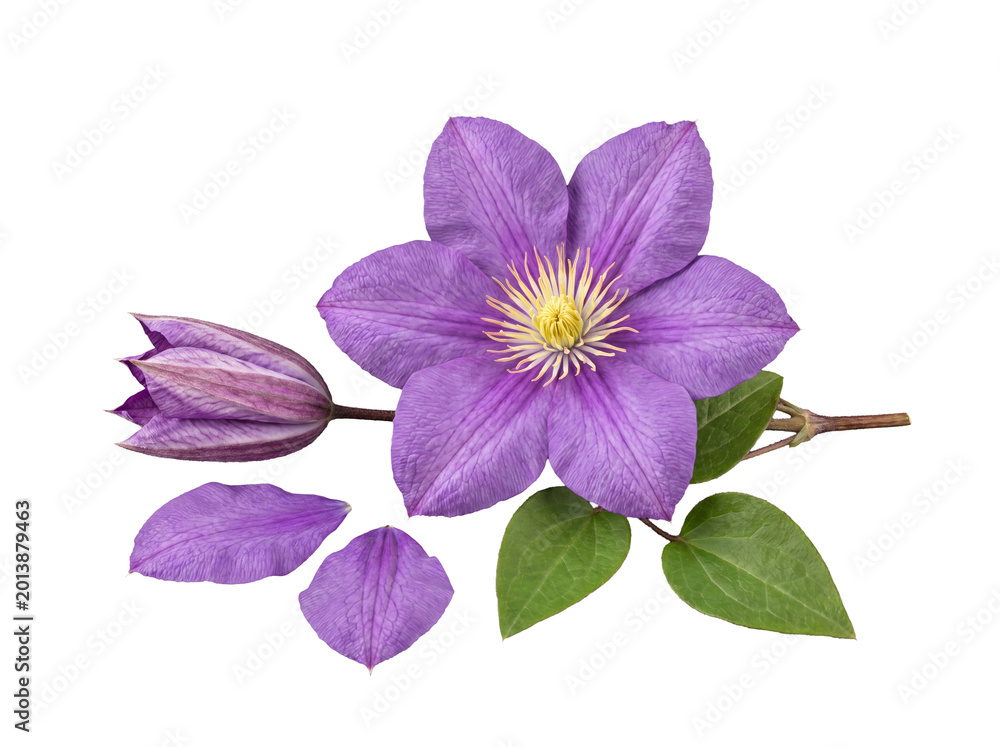 Obraz premium Realistic illustration of a blooming purple clematis flower, a bud, lush green leaves, and petals.