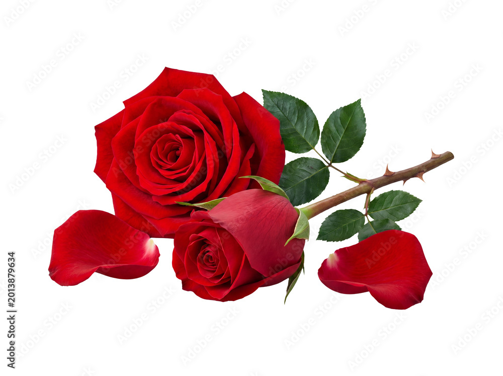 Fototapeta premium Exquisite red roses, one fully bloomed and a smaller bud, attached to a thorny stem with green leaves and petals.
