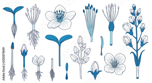 Tableau sur toile Detailed botanical illustration showcasing various plant anatomy elements