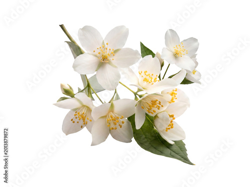 Close-up of beautiful white jasmine flowers with vibrant green leaves on a branch, isolated on a transparent background.