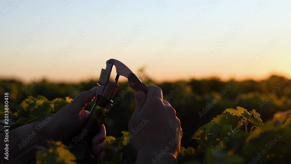 Obraz premium Hands Opening a Bottle of Wine in a Saint Emilion Vineyard at Sunset