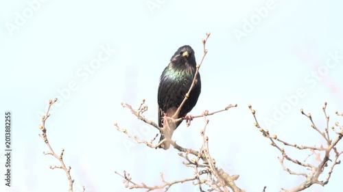 Wild Common Starling Vocalizing Atop a Bare Tree Branch