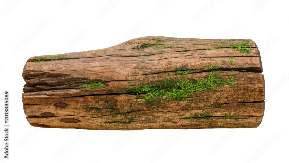 Fototapeta premium Isolated weathered wooden log with green moss on its surface, rustic wood texture element