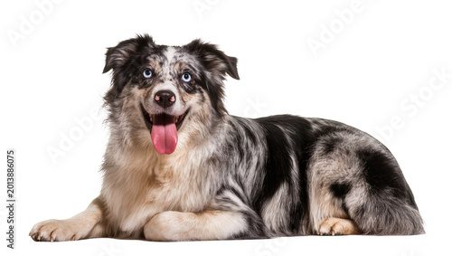 Foto Isolated happy Australian Shepherd dog with blue eyes and merle coat lying down