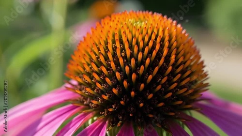 Close-up of a purple coneflower in a garden