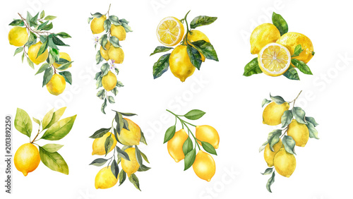 Vibrant watercolor illustrations of fresh organic lemon branches and ripe citrus fruits, a versatile collection for healthy food and summer design projects