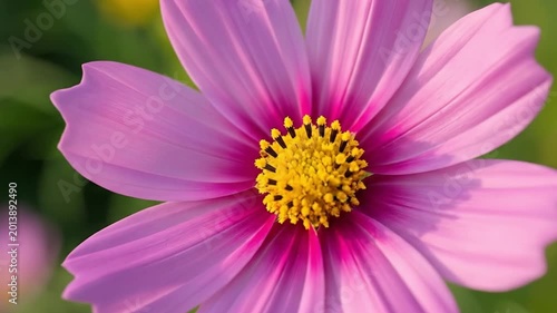 Pink cosmos flower in a garden
