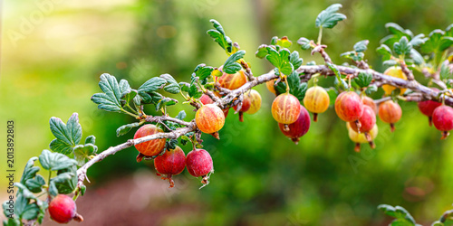 Fotografía Branch holds ripe gooseberries in a garden during sunny afternoon hours in summe