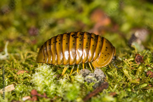 Obraz na płótnie Close up of Procyliosoma delacyi which is a species of giant pill millipede foun