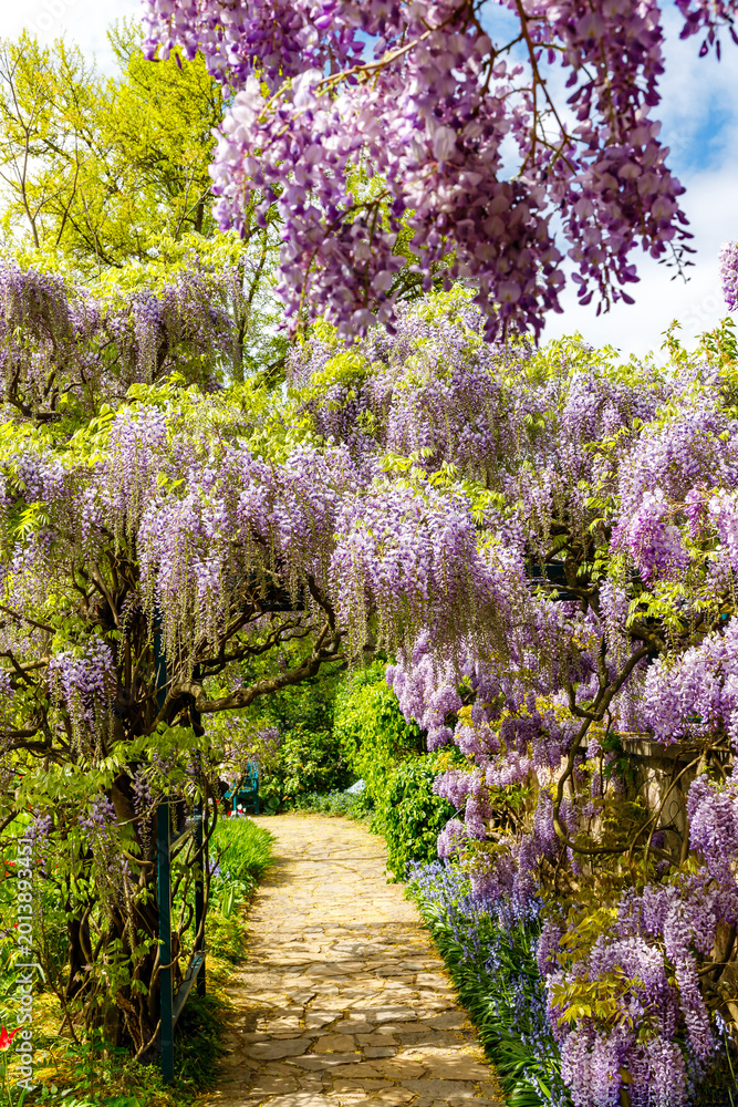 Fototapeta premium Wisteria flowers bloom along a stone path in a garden under a blue sky in springtime