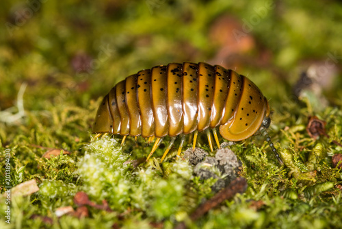 Tableau sur toile Close up of Procyliosoma delacyi which is a species of giant pill millipede foun