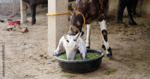 Foto Indian village young goat standing cattle shed inside rural area