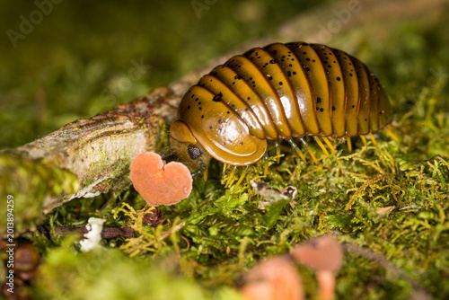 Fényképezés Close up of Procyliosoma delacyi which is a species of giant pill millipede foun