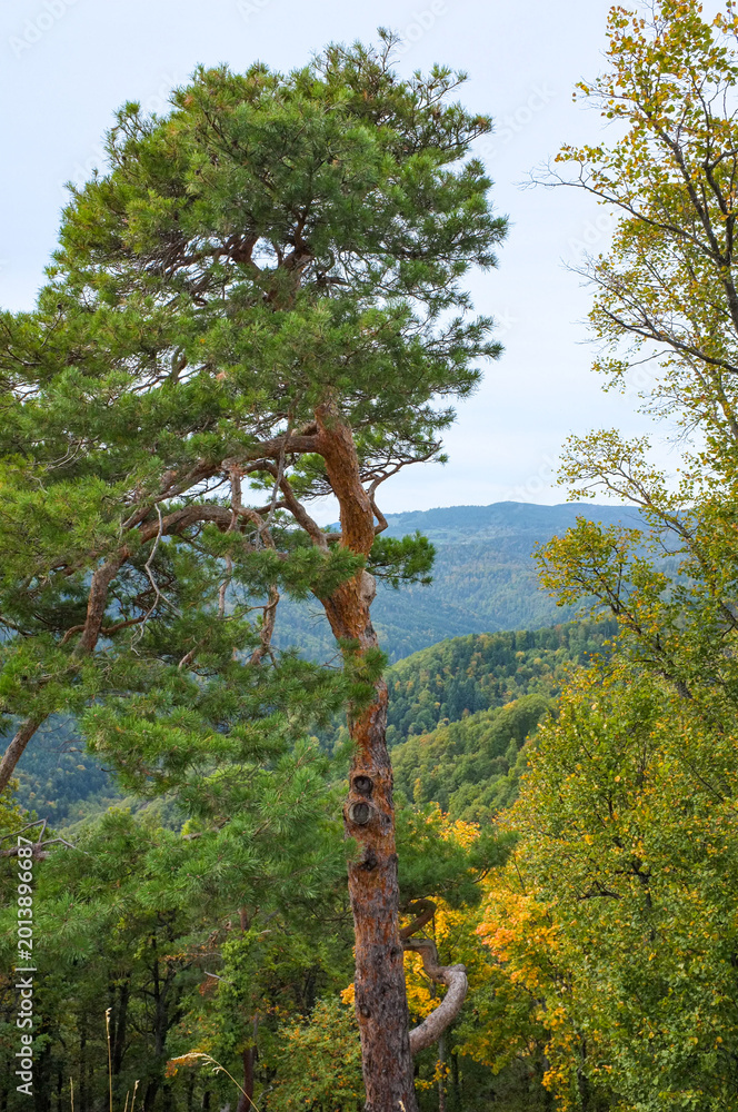 Fototapeta premium Pine tree with a twisted trunk on a mountainside overlooking the Vosges forest. Beautiful autumn landscape with colorful foliage and rolling hills in Alsace, France.