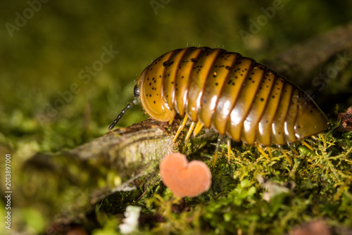 Tableau sur toile Close up of Procyliosoma delacyi which is a species of giant pill millipede foun