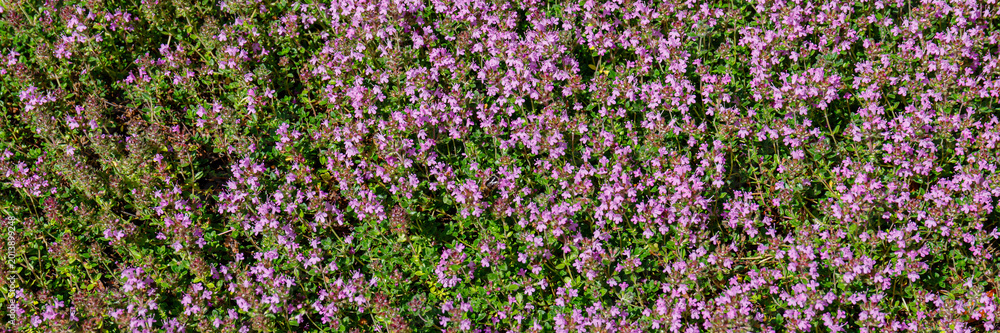 Obraz premium Wildflowers bloom in a field during spring creating a vibrant display of colors under the bright sunlight