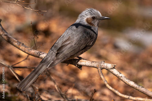 Foto Bulbul à oreillons bruns