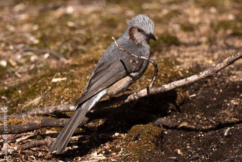 Tableau sur toile Bulbul à oreillons bruns