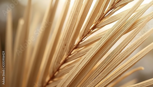 Close-up of Dried Palm Frond Texture and Detail.