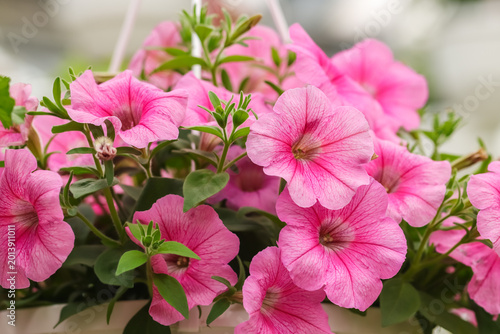 Canvastavla Lovely Hanging Basket Petunia is a tender plant