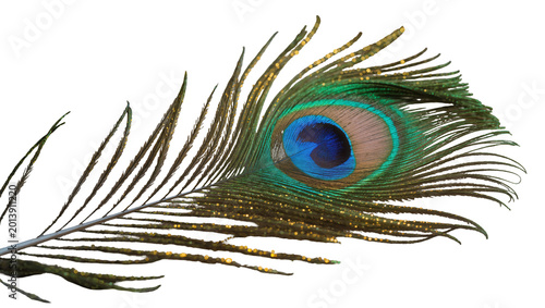 Quadro su tela Isolated magnificent peacock feather adorned with glittering gold details and vibrant eye spot