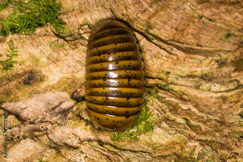Fotografie Close up of Procyliosoma delacyi which is a species of giant pill millipede foun