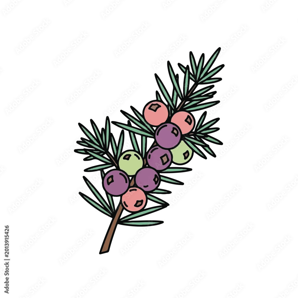 Naklejka premium Colorful juniper berries on branch.