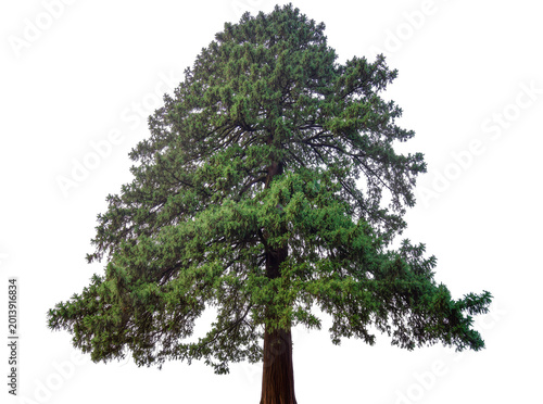 Cuadro en lienzo Isolated majestic giant redwood tree with dense green foliage and a sturdy trunk